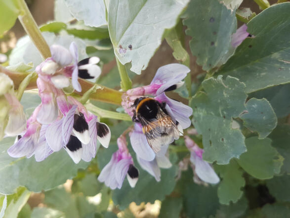 Blüte Lorenz_gerechnet