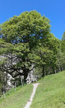 Baum am Glingaweg