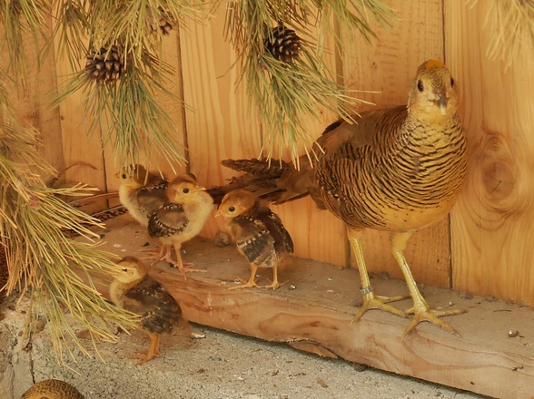 Vogel
