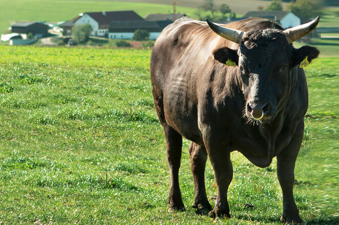 heller_wagyu_weide_02_b