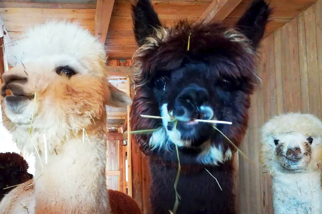 Alpakas_WeberFuenf
