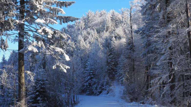 Rechts ab von Forststraße um 1090m
