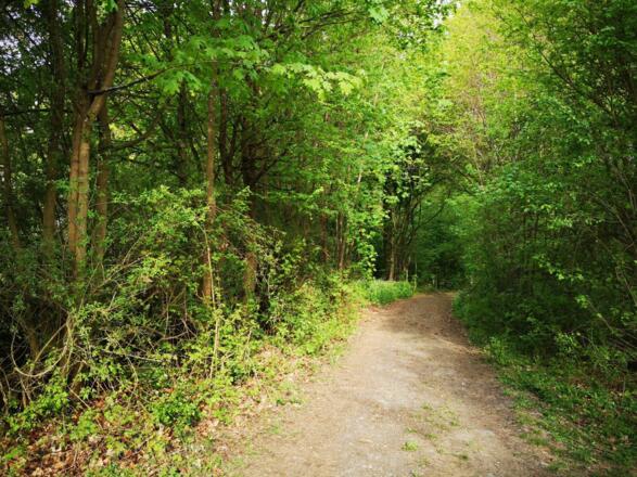 Wald in Zell a. Main