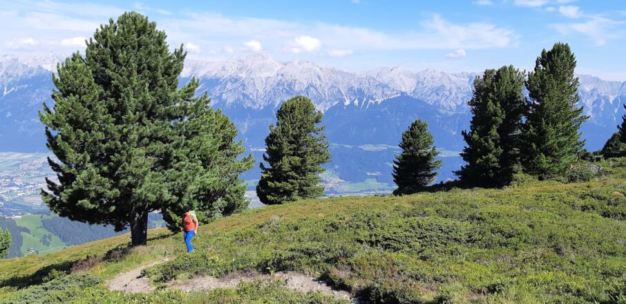 Einzelne Zirben säumen den unschwierigen und ungefährlichen Weg zum Largoz.
