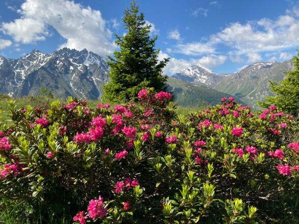 Alpenrosen mit Piz Mundin.