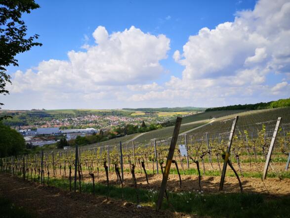 Blick vom Schenkenfeld Veitshöchheim