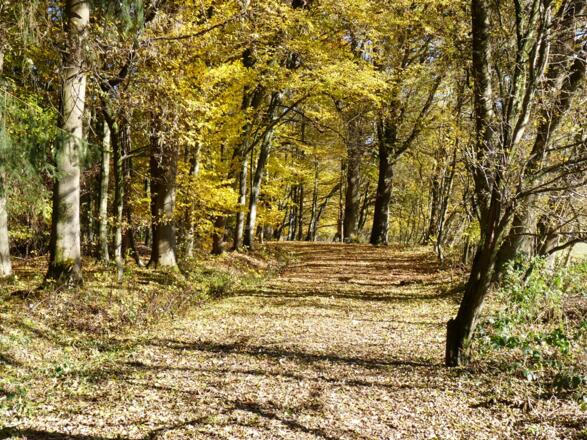 Herbststimmung  im Bürgerwald