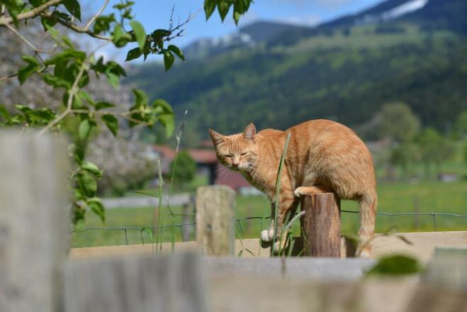 Katze Lilly
