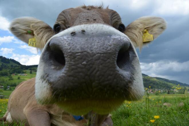 Lenas Nase