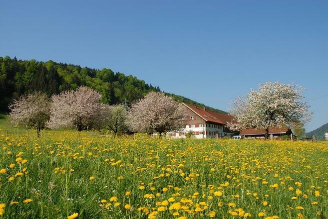 Löwenzahnblüte im Mai