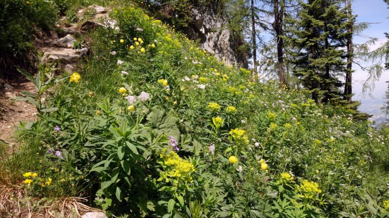 Blumenwiesen im lichten Lärchenwald von ~1405 bis zum Grat ~1575m