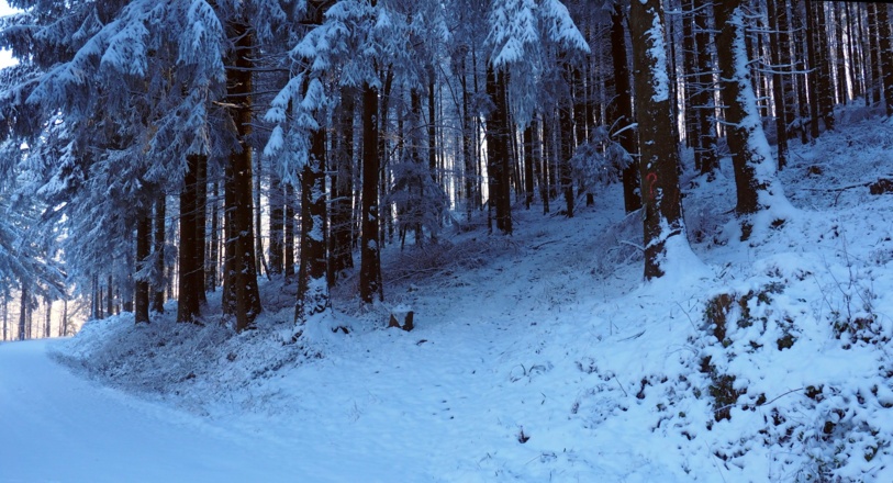 rechts ab, weglos zum Koppenstein ~1095m