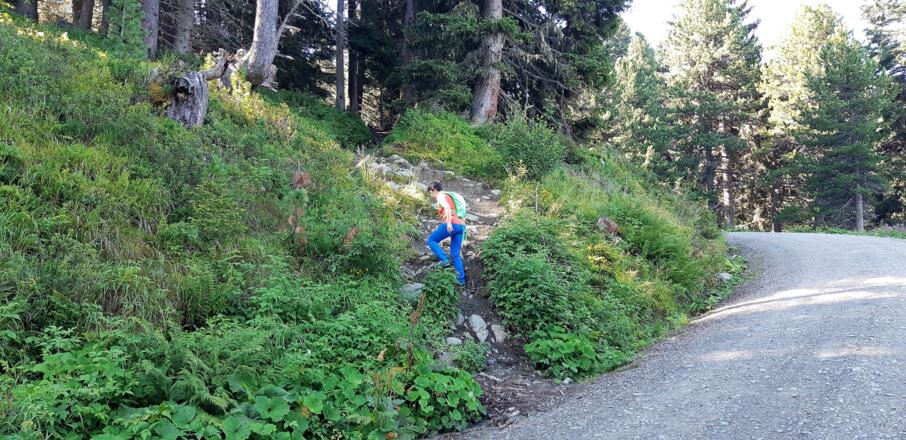 Mehrmals kreuzt man die Forststraße.