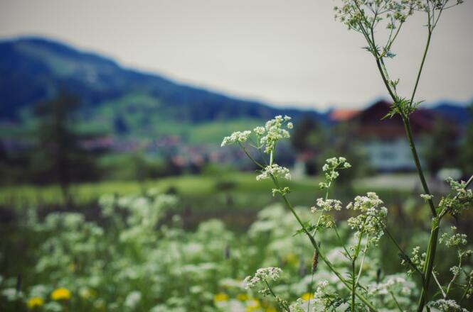 Frühlingswiese bei Buchenegg