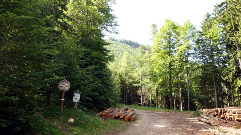 1026m Forststr.queren, Nat.Park Kalkalpen