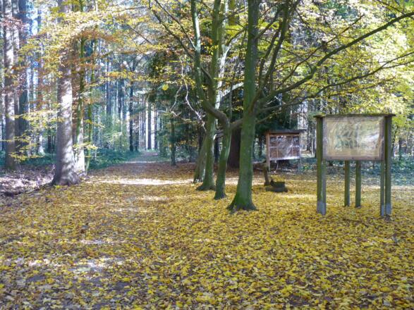 Waldlehrpfad am Bürgerwald