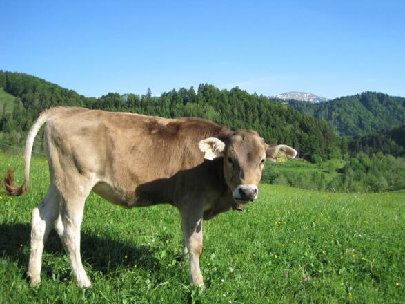 Sommer