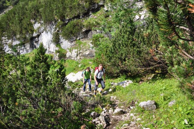 Der Aufstieg zur Knorrhütte führt auf schmalem Pfad anfangs durch Latschenwälder