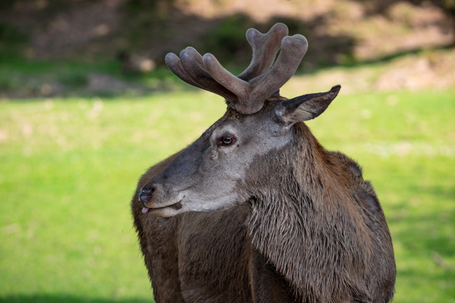 Wildgatter beim Wasserschloss Oberaulenbach