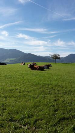 unsere Kühe genießen die Weidegänge