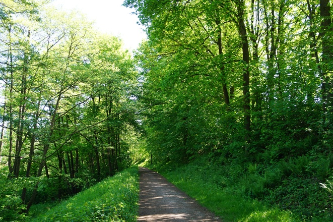 Wanderweg bei Eschau