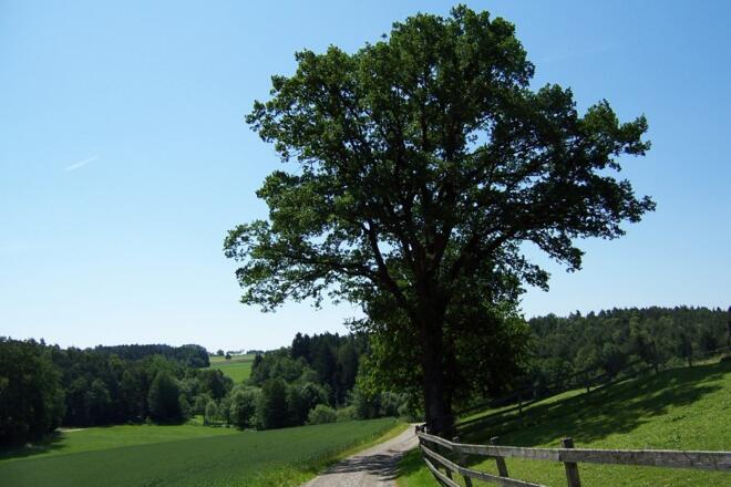 Wanderweg  bei Zaun