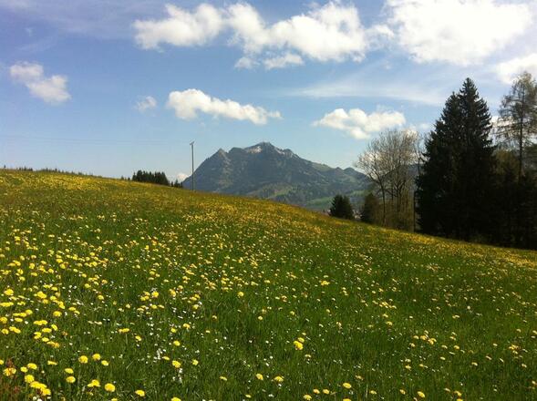 Löwenzahnblüte Ende April - Mitte Mai