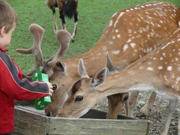 Kind am Futtertrog der Rehe im Streichelgehege.