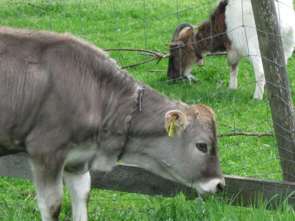 Tiere auf unserem Bauernhof