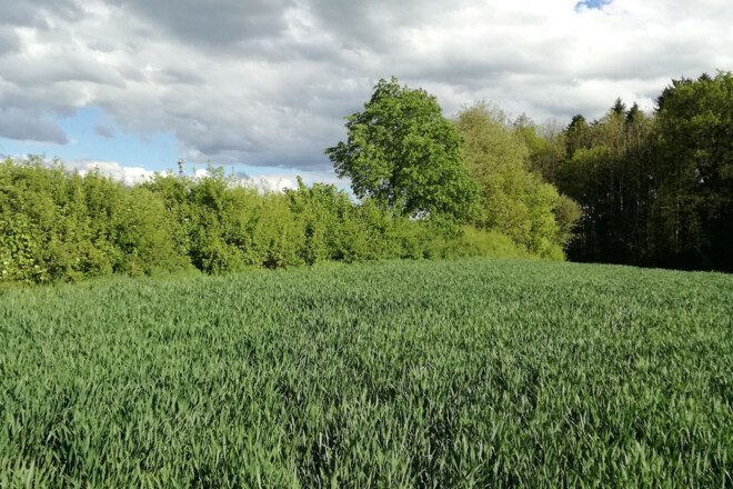 IMG_20190509_173800_bearb