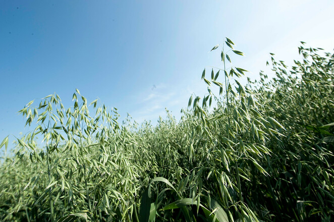 Hafer Bild 3© Bayerischer Bauernverband_bearb