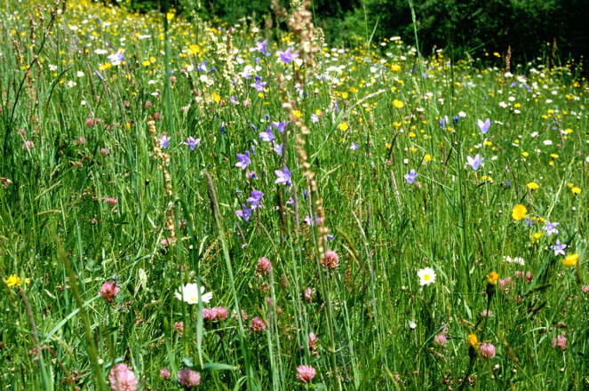 Extensivgrünlandjpg_bearb