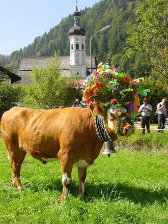 Rind mit prächtigem Kopfschmuck und großer Glocke.