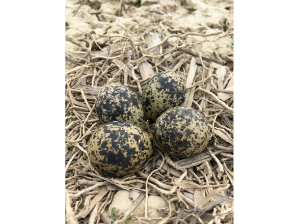 IMG_6409Szuecs_bearb