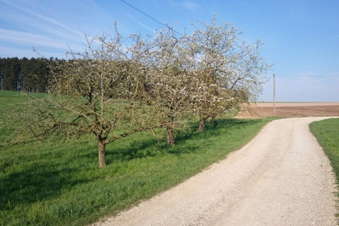 Streuobstwiese (2)_bearb.