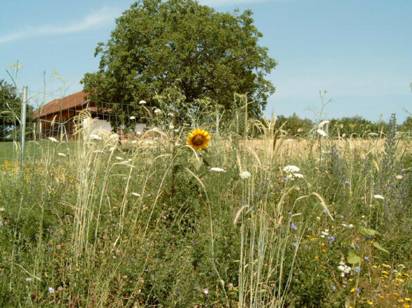 Blühstreifen