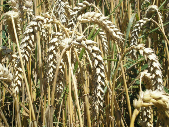 Bild 3 Weizen erntereif nahaufnahme_bearb