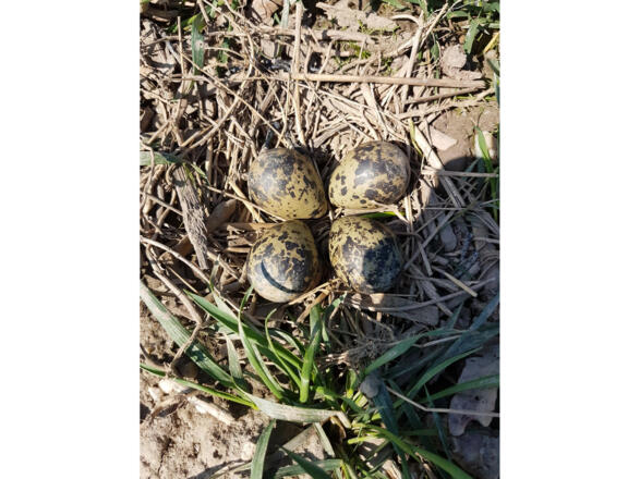 IMG-20190419-WA0016_bearb