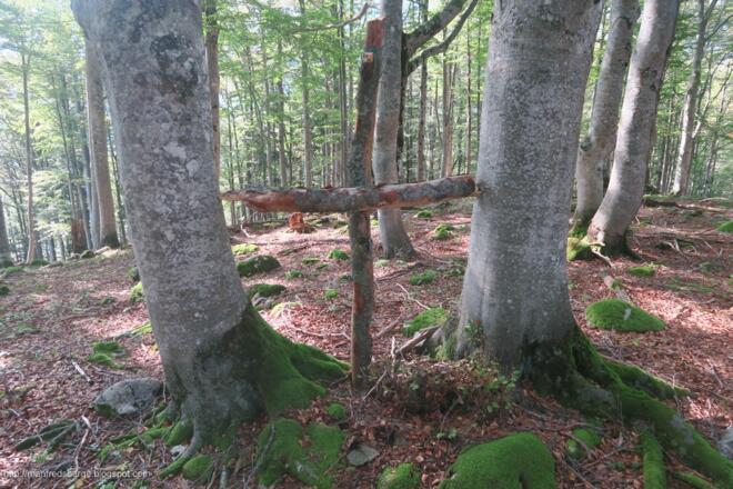 Zurück sind wir wieder über den Bloßkogel, wo kurz unterhalb ein Steig zur Unteren Salmeralm zweigt und der uns auf unseren Anstiegsweg führt. Da der Ameiskogel fast am Weg liegt schauen wir da auch noch kurz vorbei.