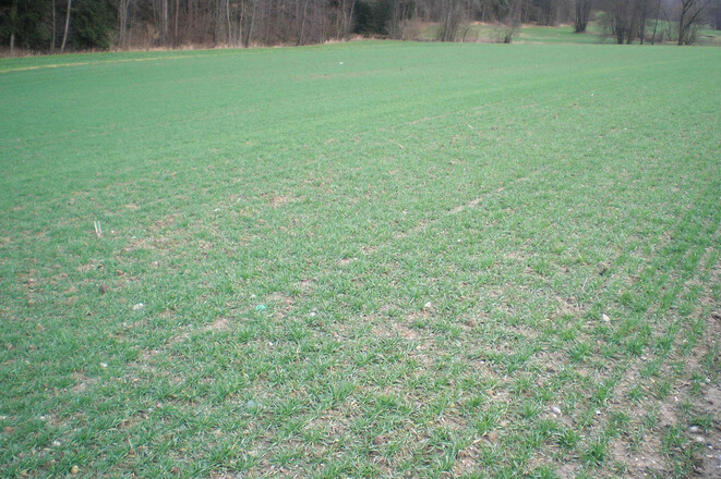 WWz-Bestockung_bearb