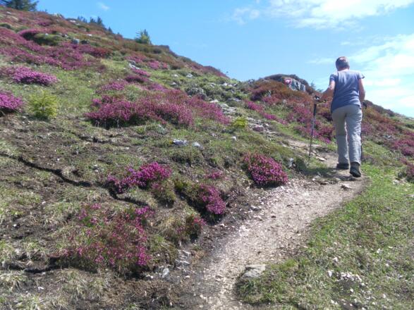 Südflanke des Wieserhörndls