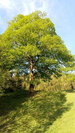 Kühberg - Baum