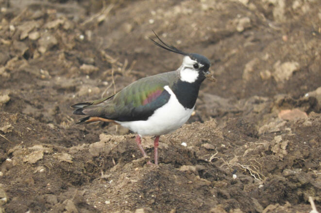 IMG_6839Szuecs_bearb