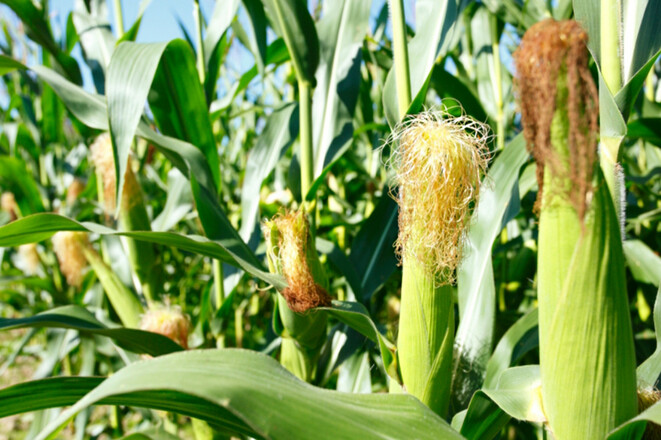 20190507_085426_bearb