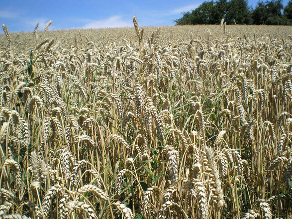 Bild 2 Weizen erntereif_bearb