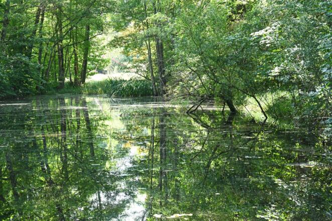 Teich am Waldweg zum Jexhof