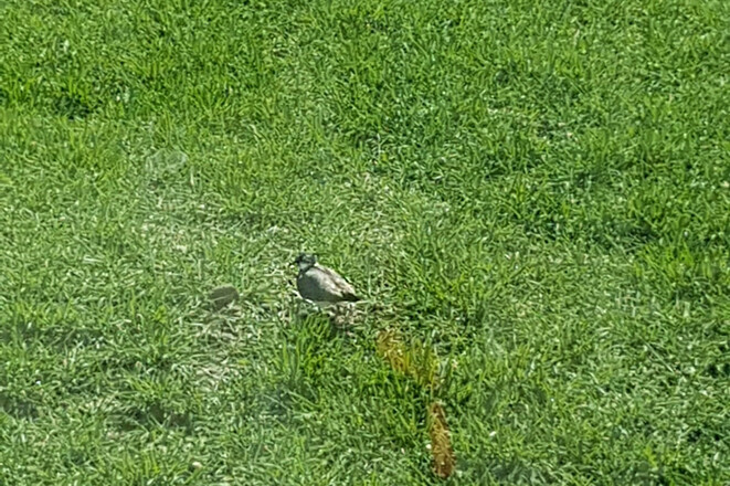 IMG-20190419-WA0013_bearb
