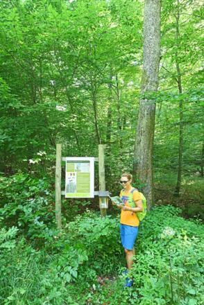 Elsbeere mit Infotafel