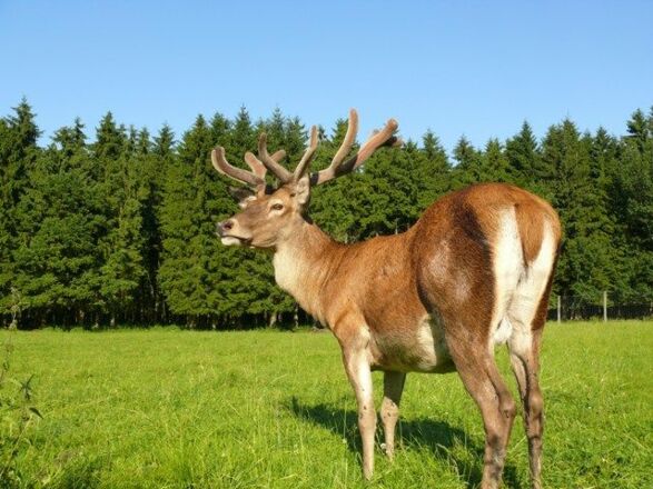 Nahaufnahme eines Damwildes.