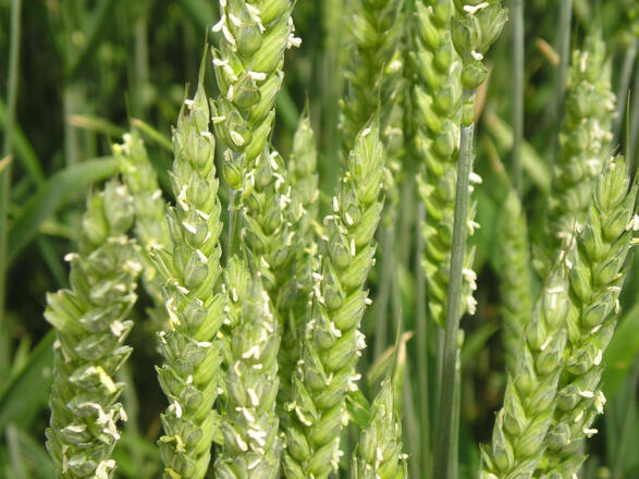 Bild 1 Weizen während der Wachstumsperiode_bearb